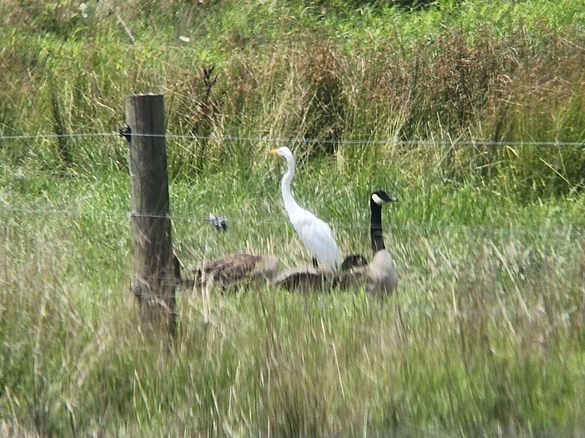 Great Egret - ML638988871
