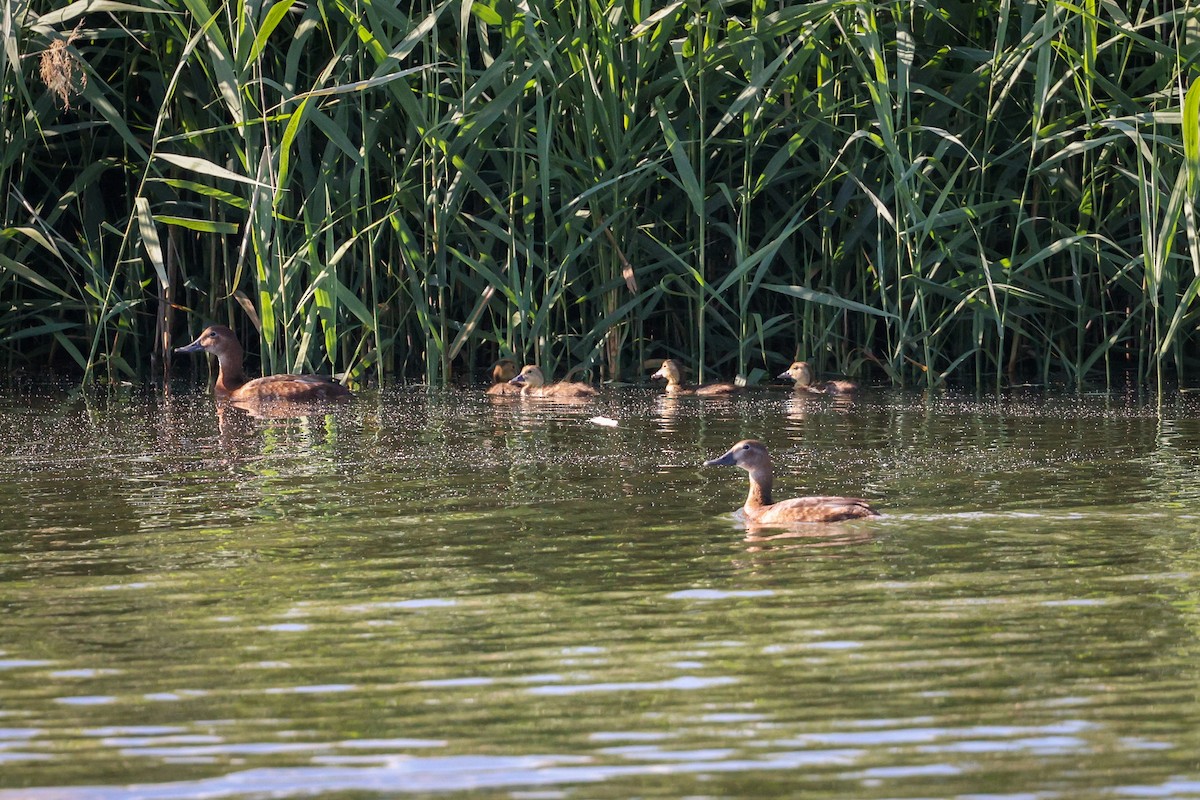 Common Pochard - ML638988874