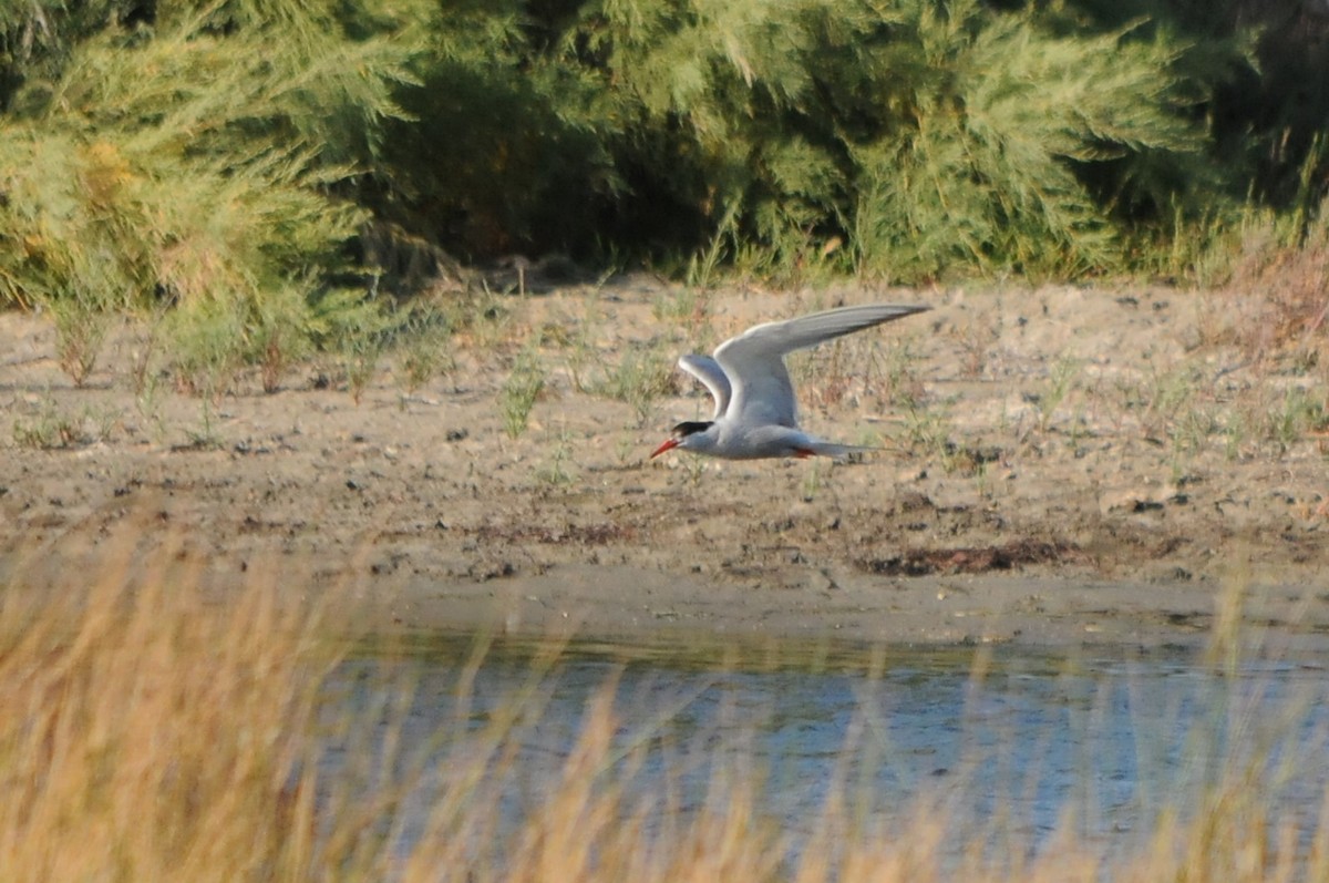 Common Tern - ML638988876