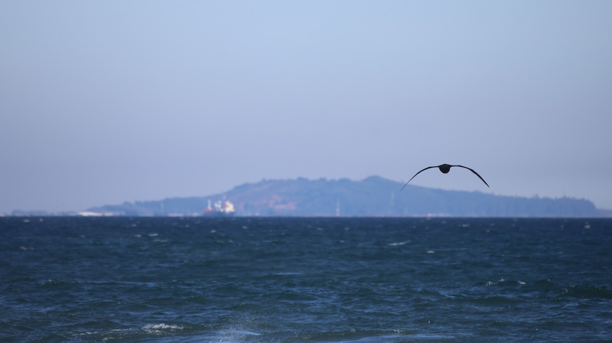 White-chinned Petrel - ML638988877