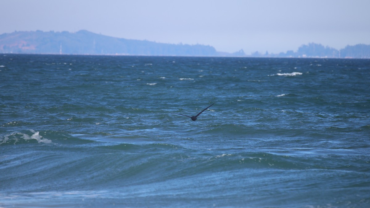 White-chinned Petrel - ML638988878