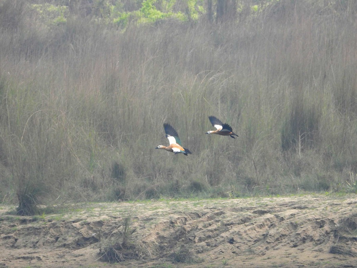 Ruddy Shelduck - ML638988889