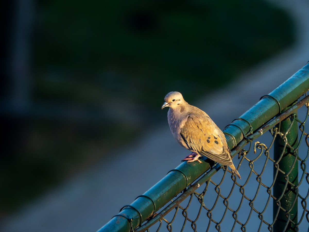 Eared Dove - ML638988893