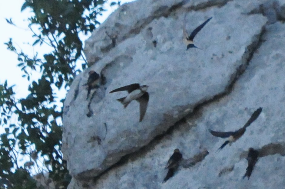 břehule říční - ML638988901