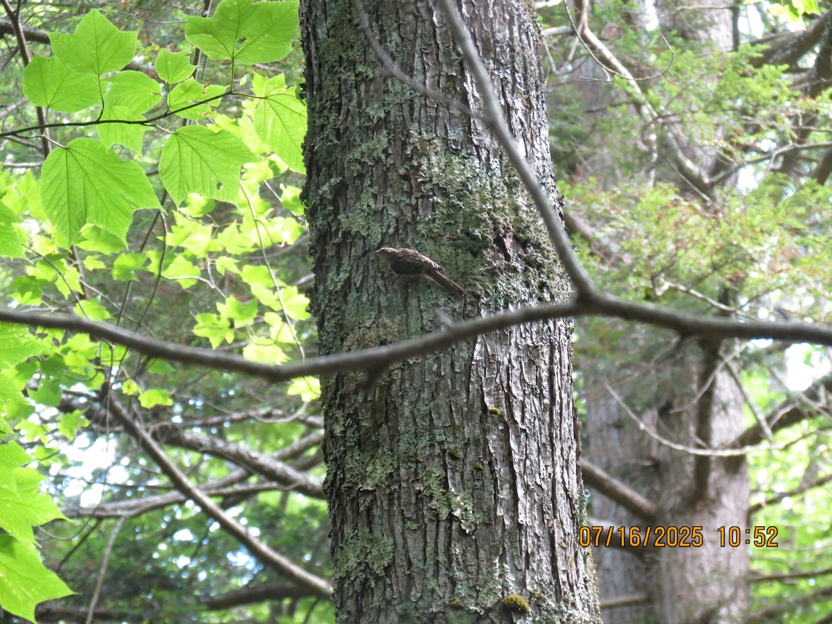 Brown Creeper - ML638988903