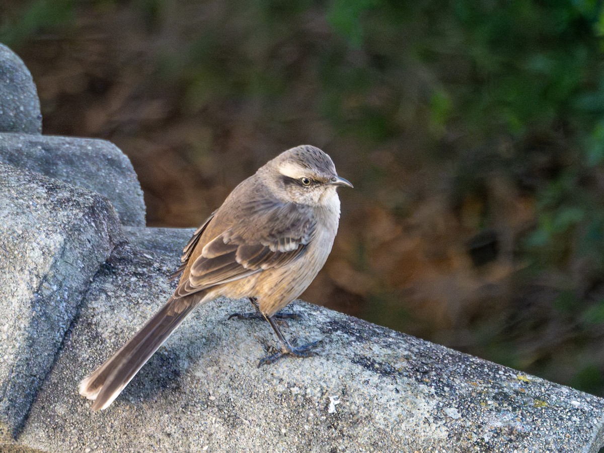 Chalk-browed Mockingbird - ML638988906
