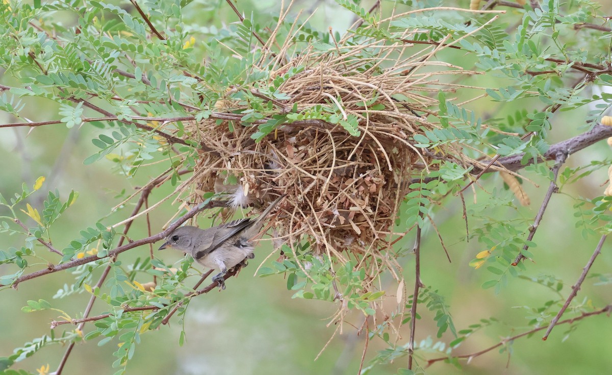 Verdin - ML638988907