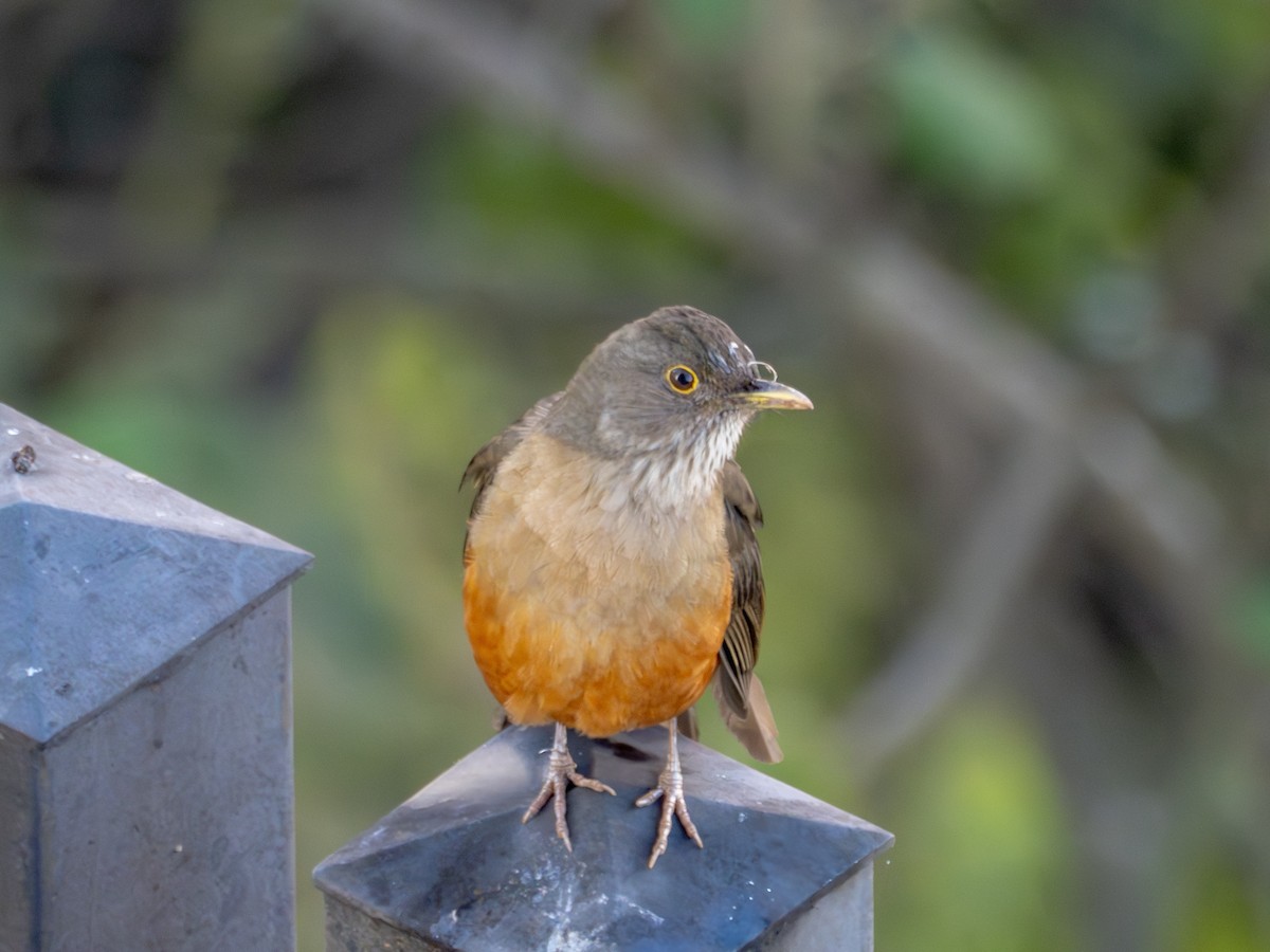 Rufous-bellied Thrush - ML638988909