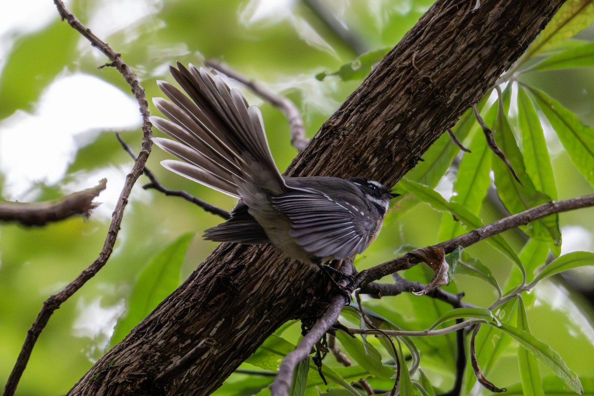 Gray Fantail (albiscapa) - ML638988926