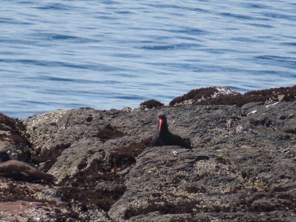 Black Oystercatcher - ML638988952