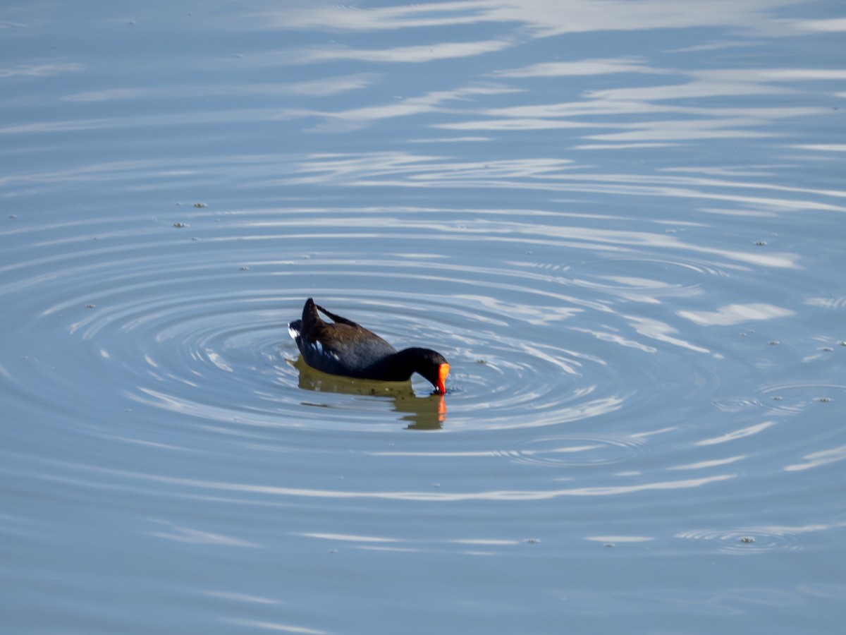 Common Gallinule - ML638988971