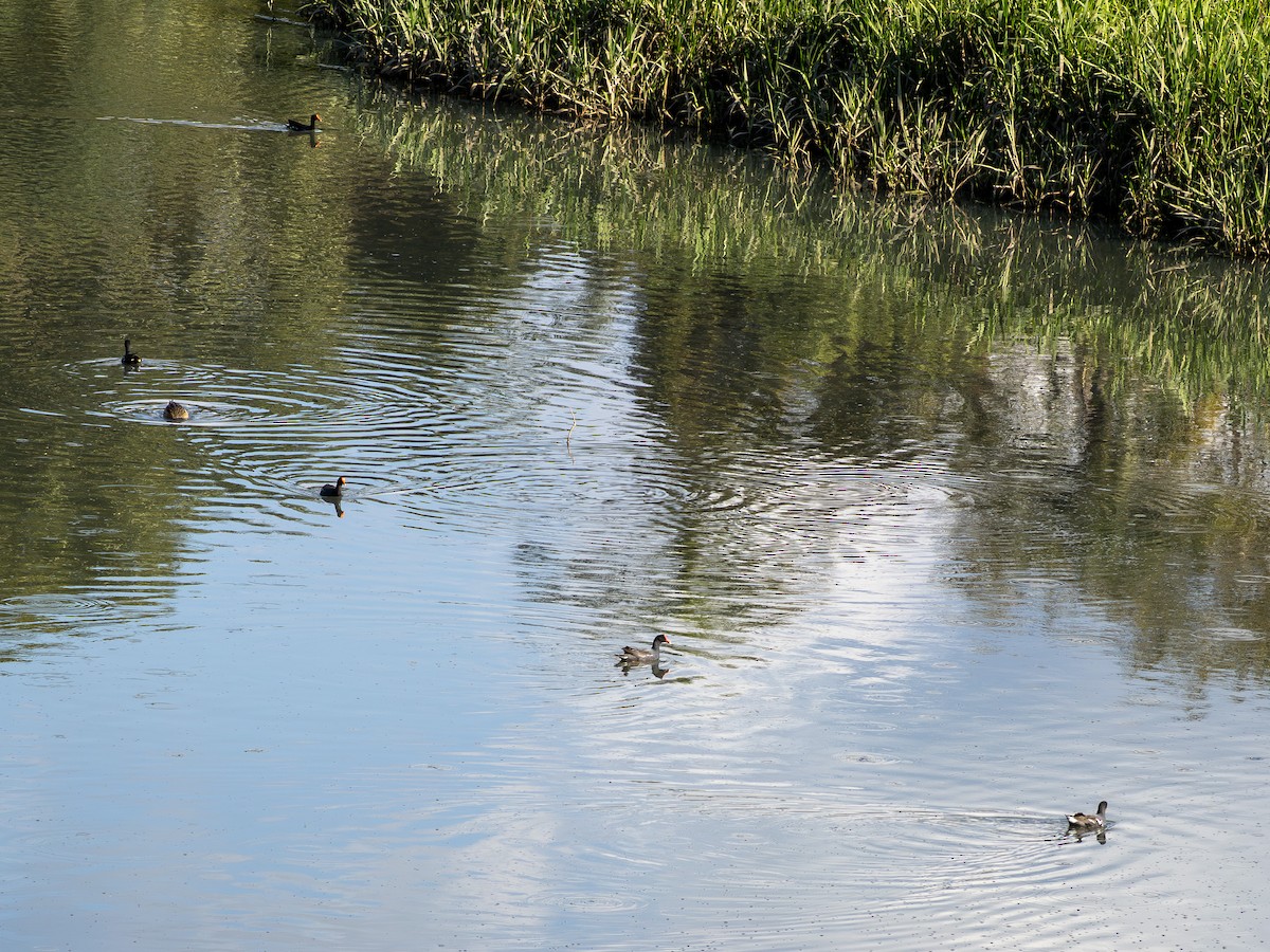 Common Gallinule - ML638988972