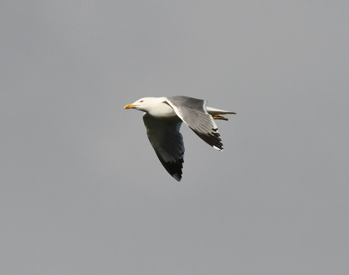 Yellow-legged Gull - ML638988974