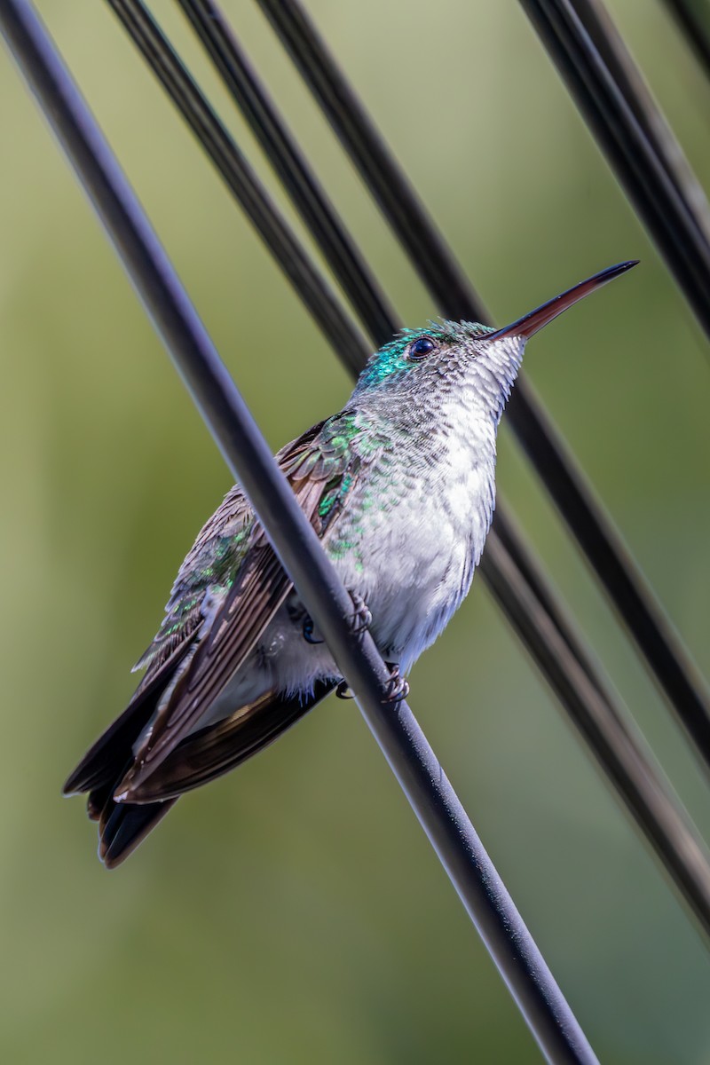 Plain-bellied Emerald - ML638988979