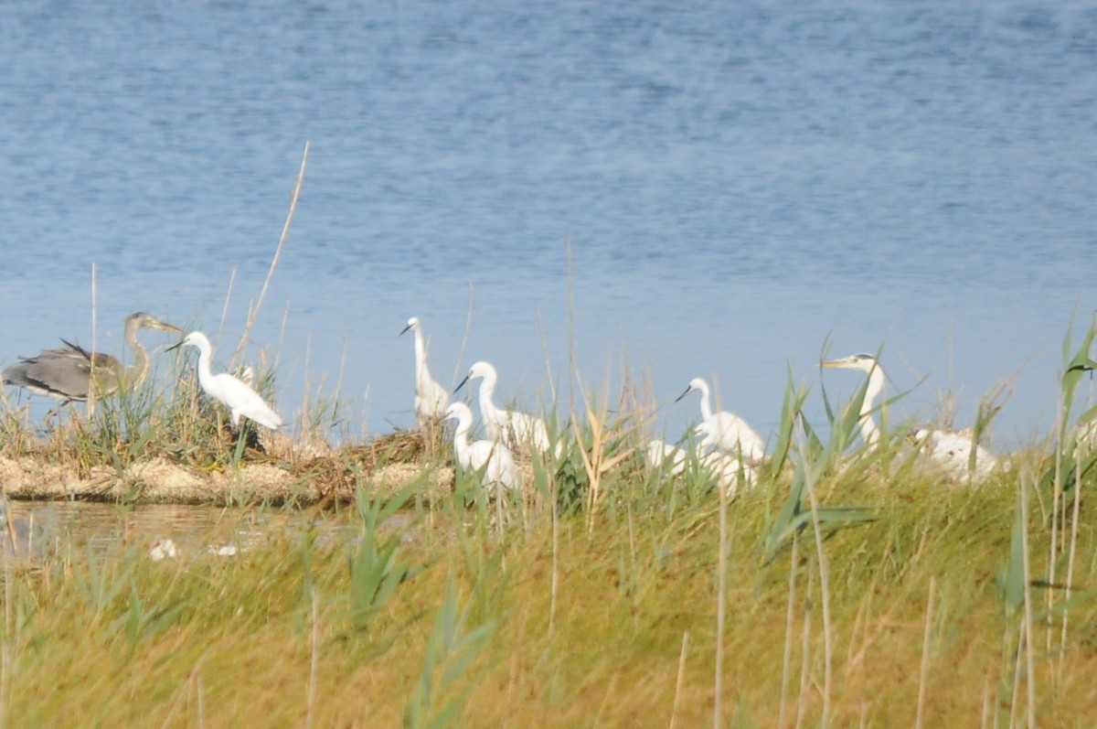 Little Egret - ML638988980
