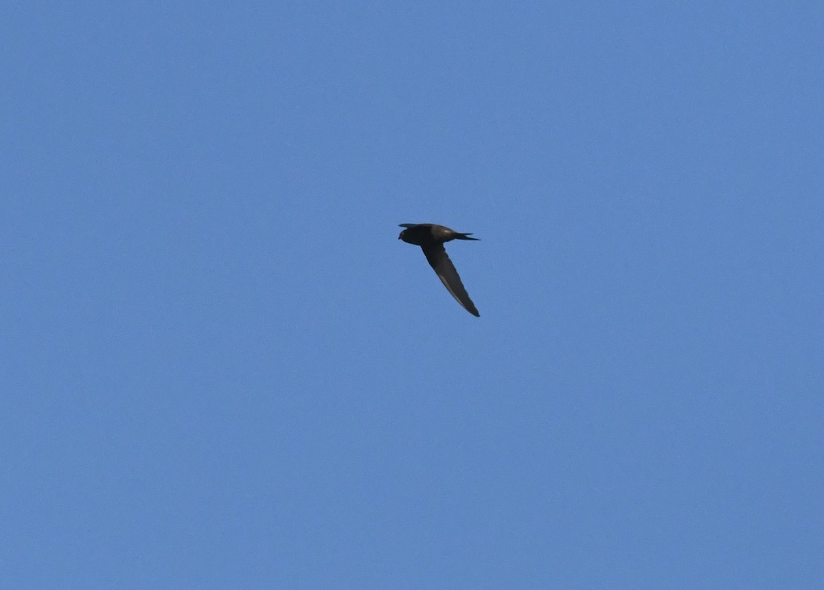 Common Swift - ML638988986
