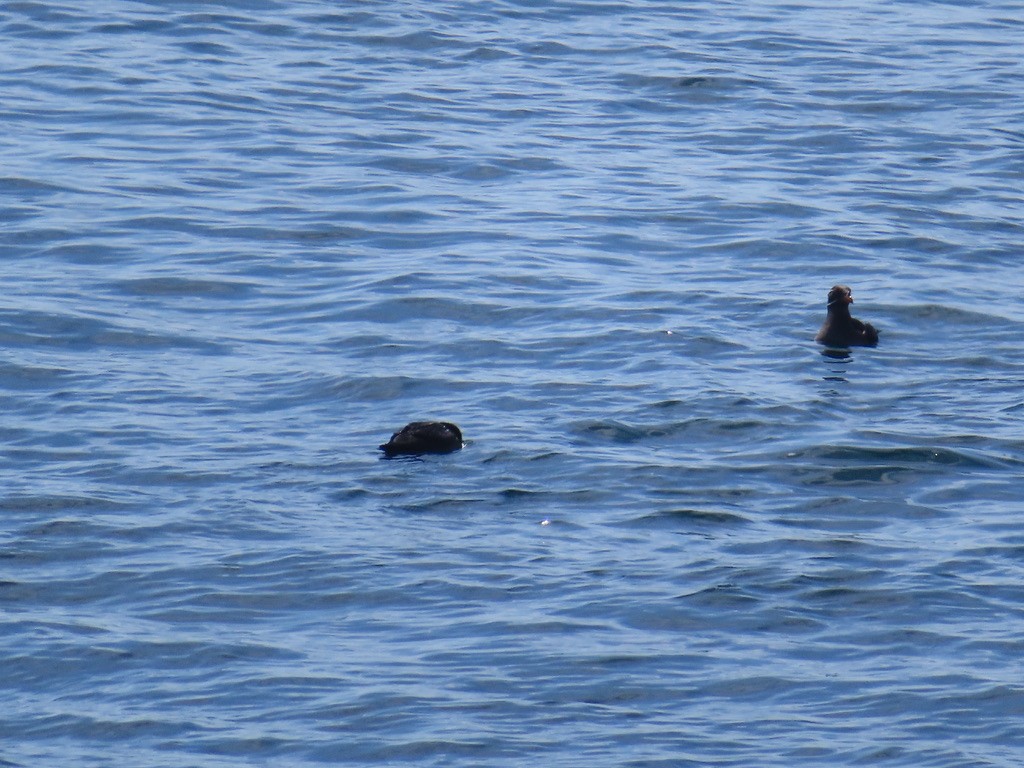 Rhinoceros Auklet - ML638988987