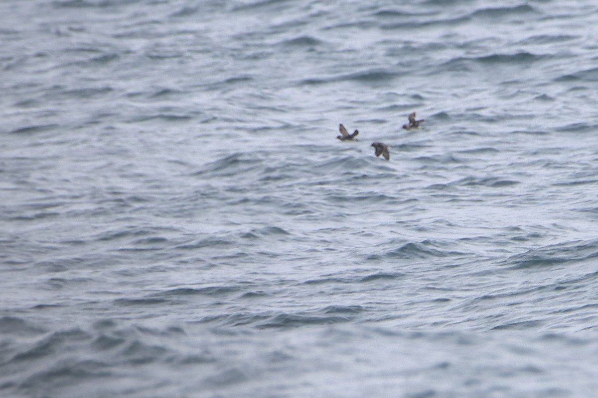 Cassin's Auklet - ML638988989