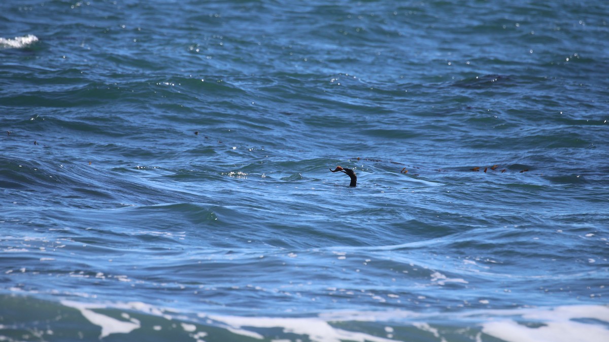 Neotropic Cormorant - ML638988990