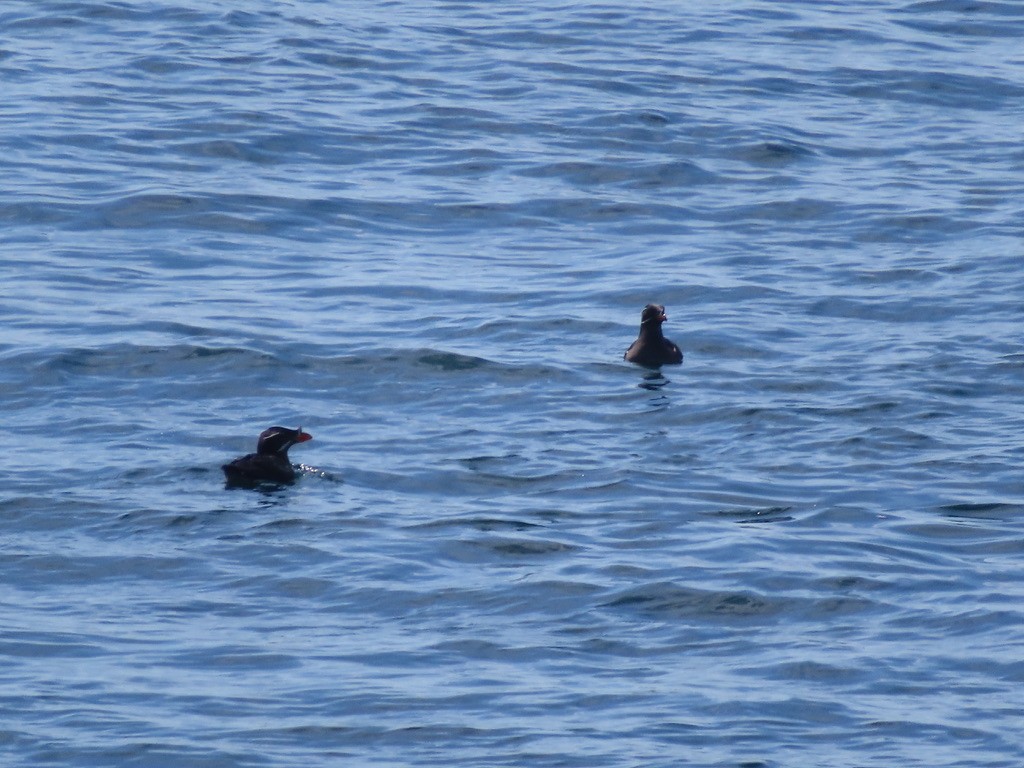 Rhinoceros Auklet - ML638988991