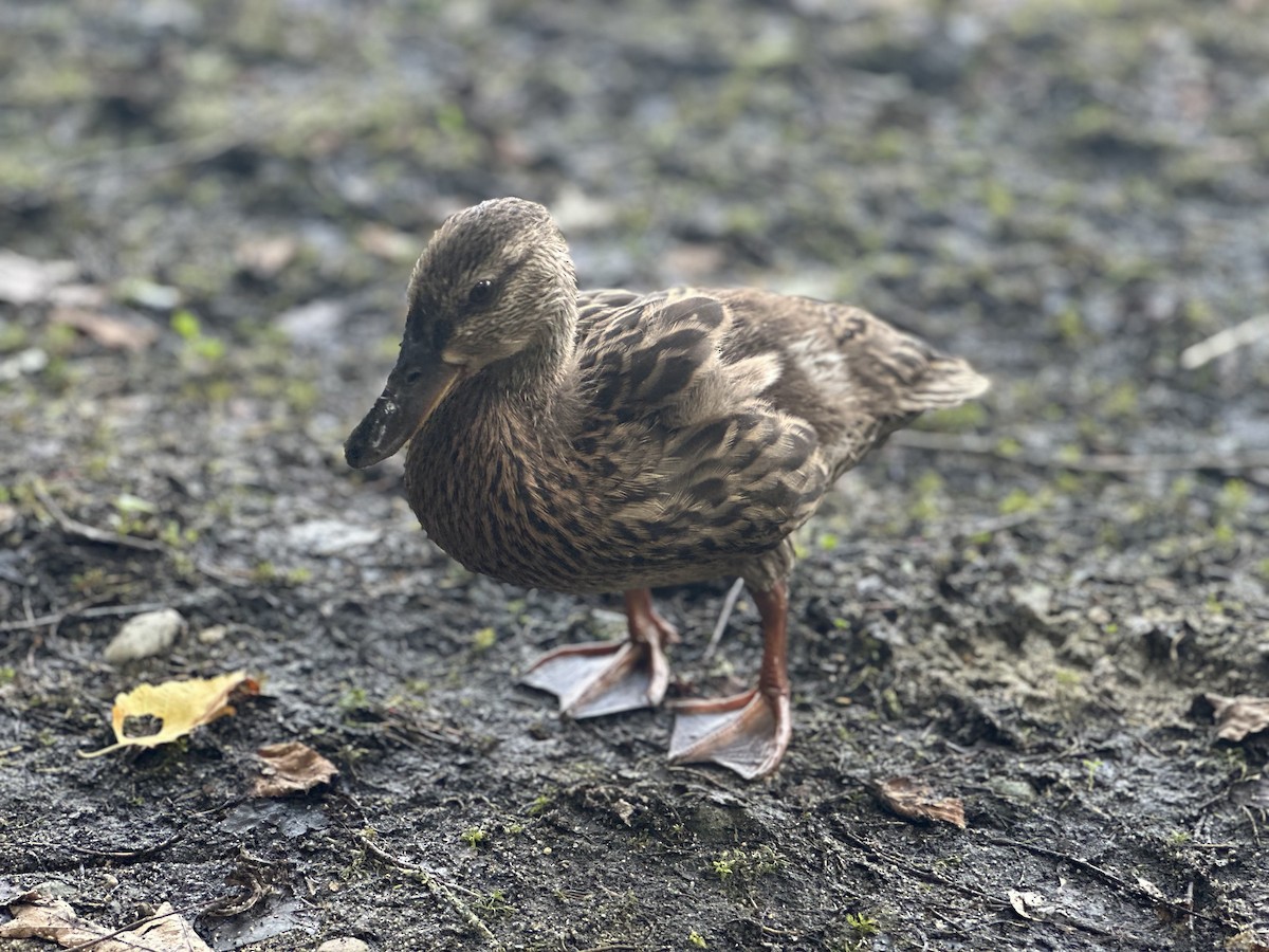 Mallard - ML638988992