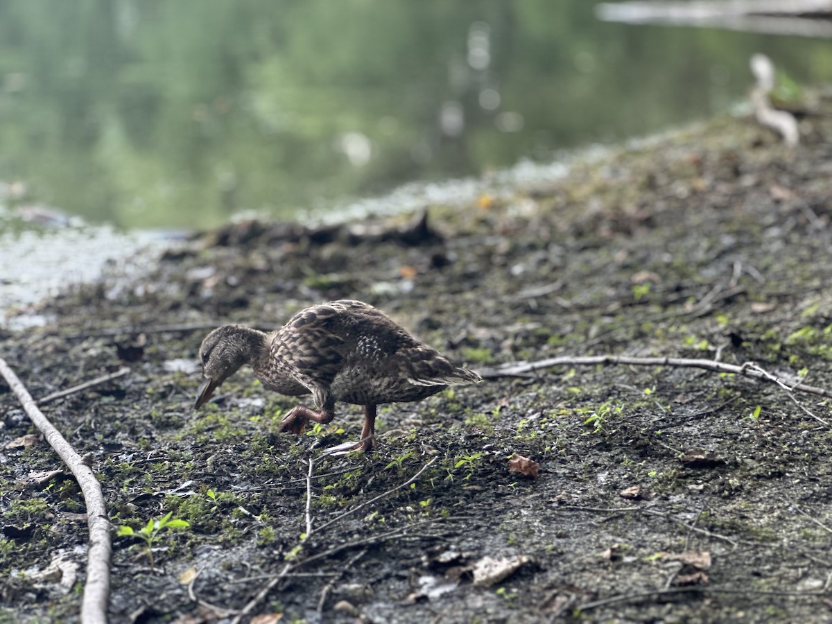 Mallard - ML638988993