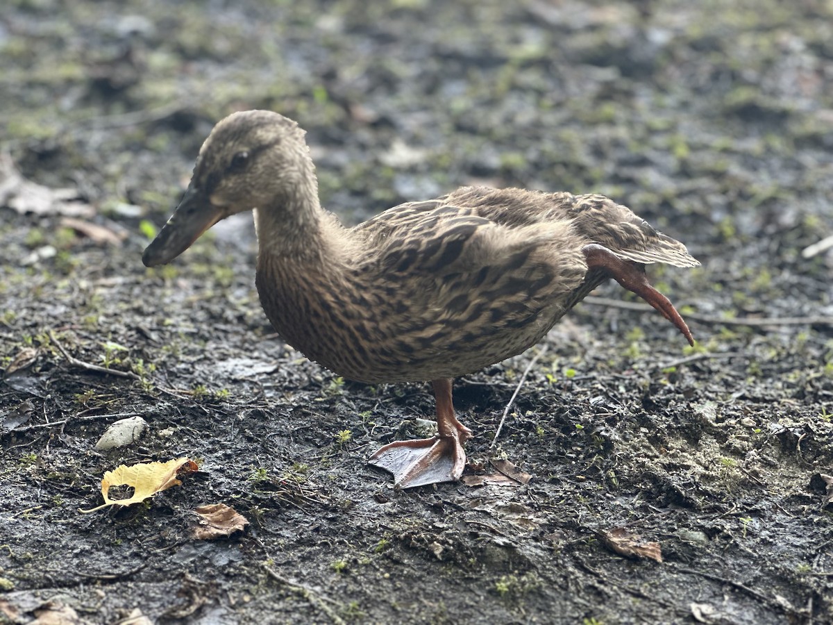 Mallard - ML638988994