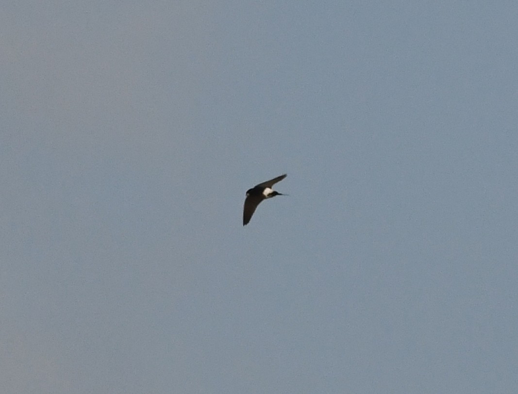 Western House-Martin - ML638988996