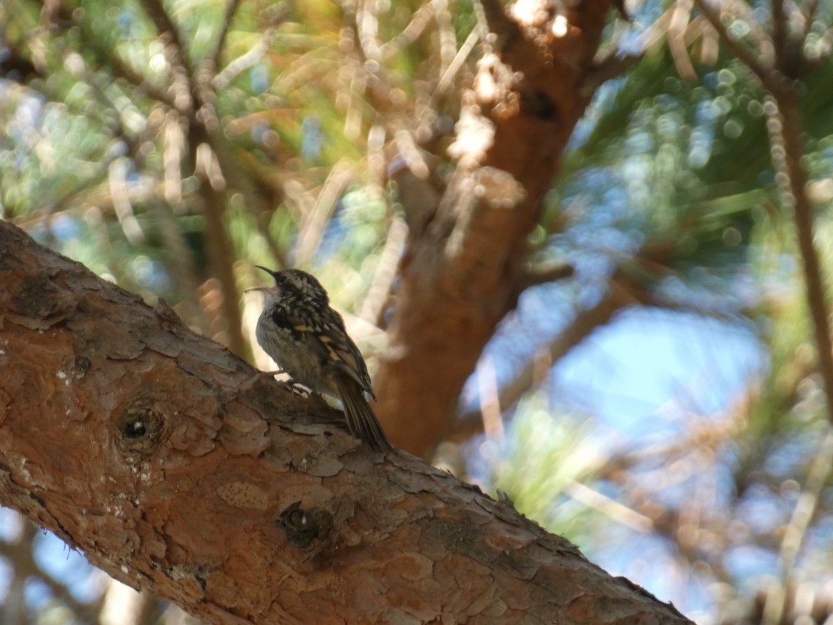 Short-toed Treecreeper - ML638988997