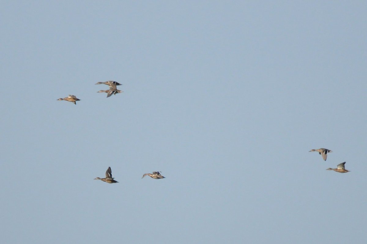 Mallard - ML638988998