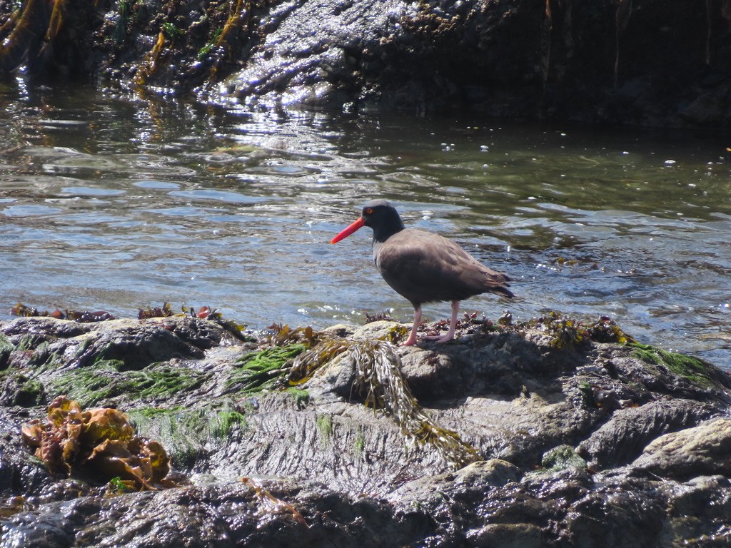 Black Oystercatcher - ML638989001