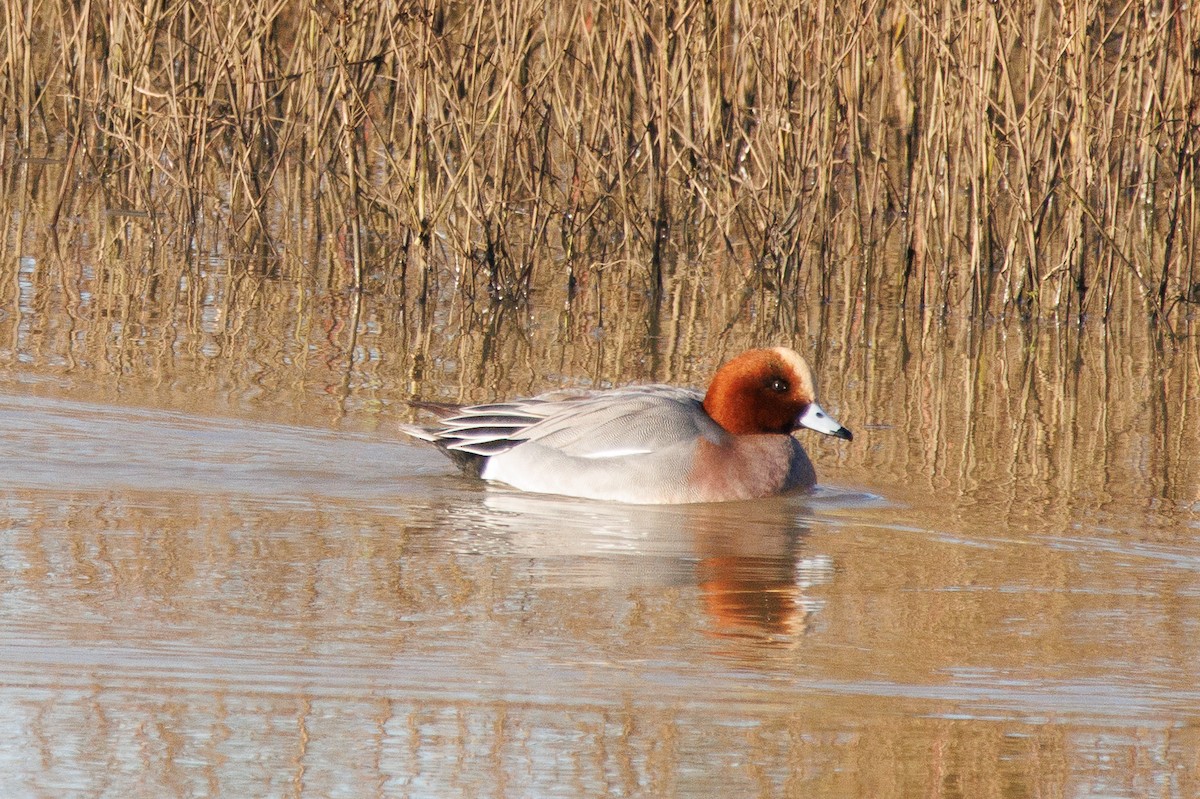 Eurasian Wigeon - ML638989003