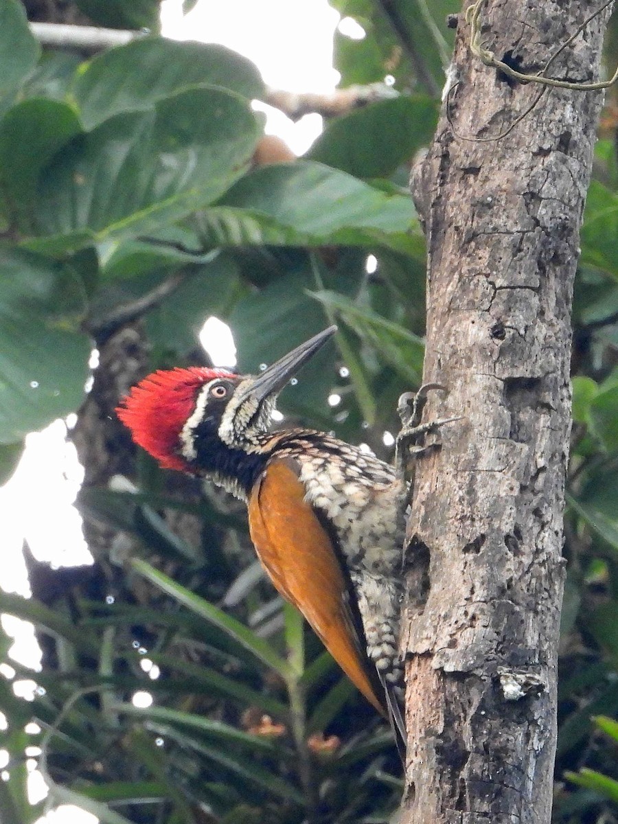 Greater Flameback - ML638989004