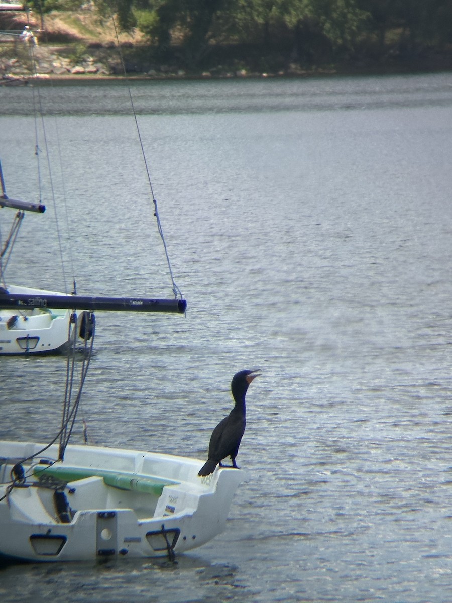 Double-crested Cormorant - ML638989005