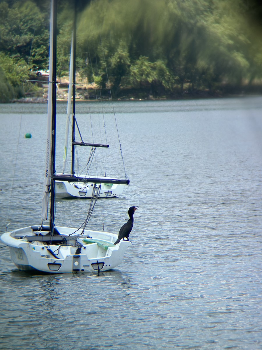 Double-crested Cormorant - ML638989006