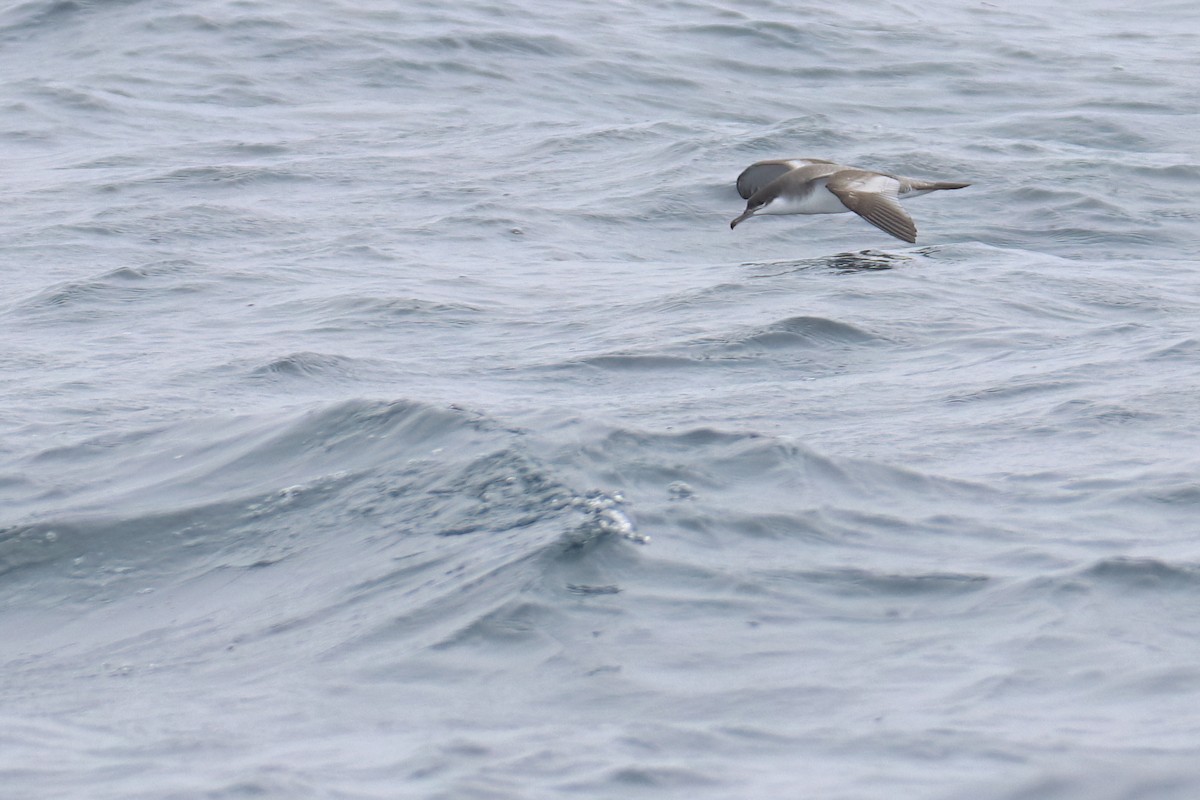 Buller's Shearwater - ML638989009