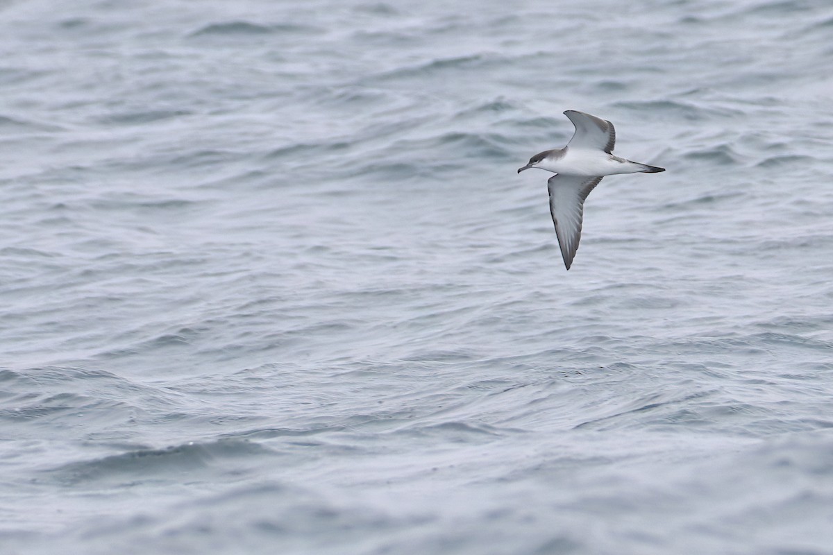 Buller's Shearwater - ML638989010
