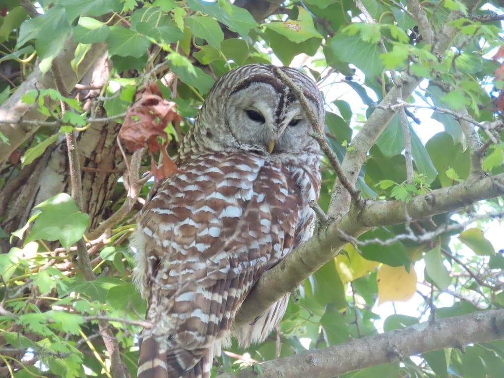 Barred Owl - ML638989038