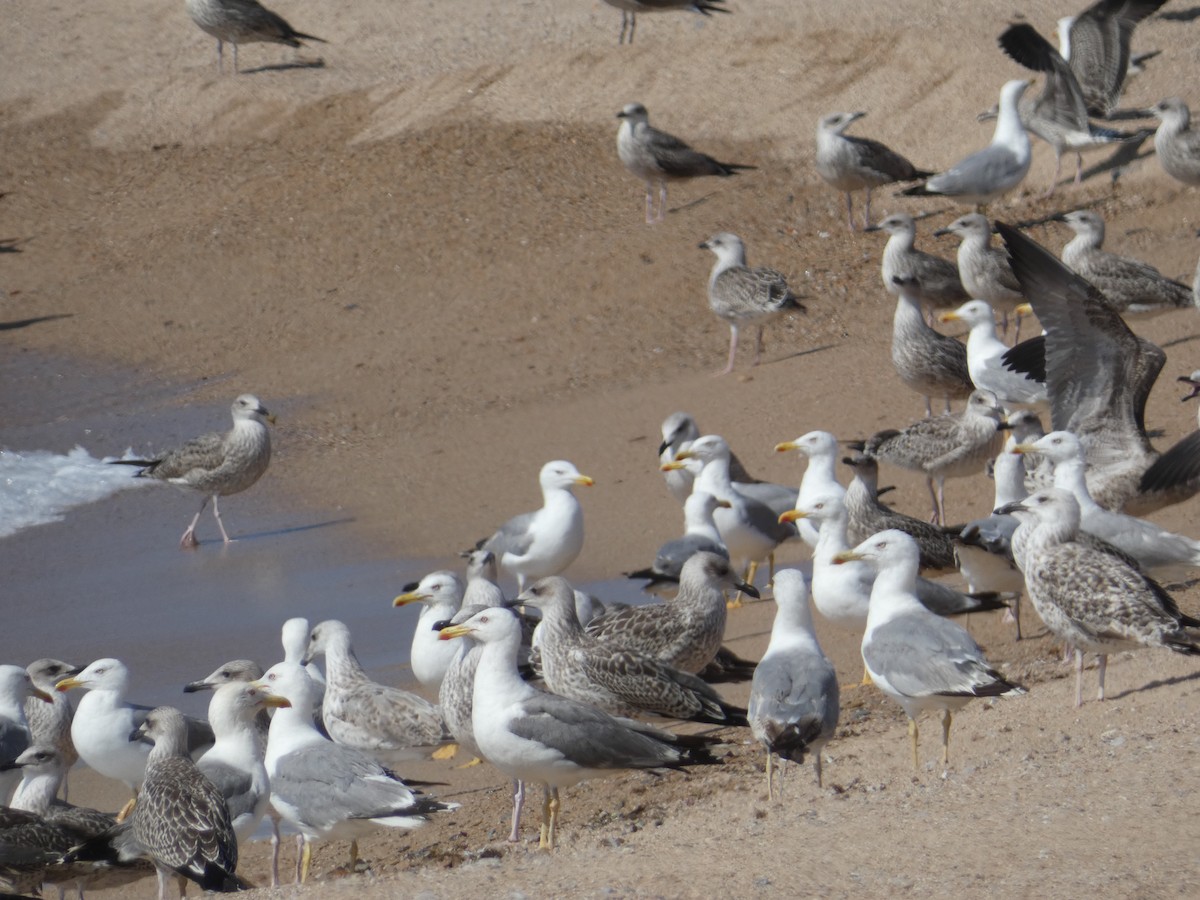 Gaviota Patiamarilla - ML638989076