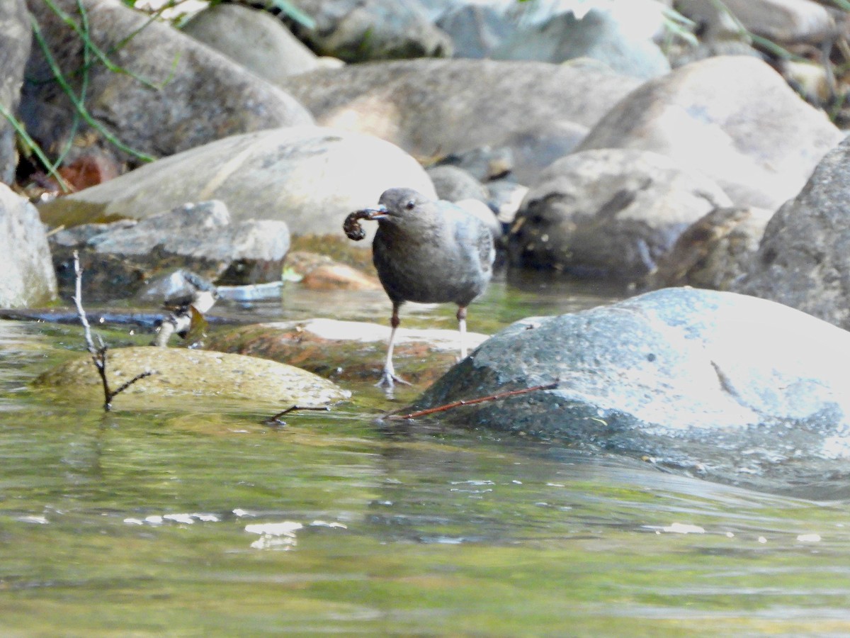 skorec šedý - ML638989105