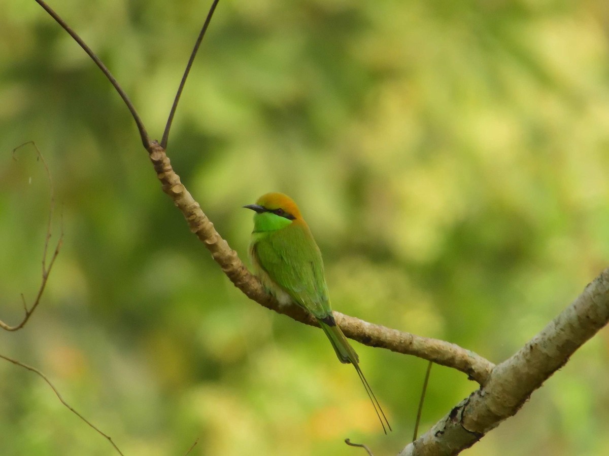 Asian Green Bee-eater - ML638989118