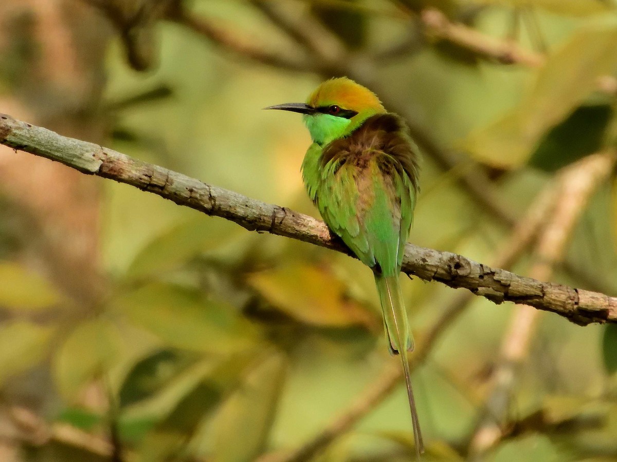 Asian Green Bee-eater - ML638989127