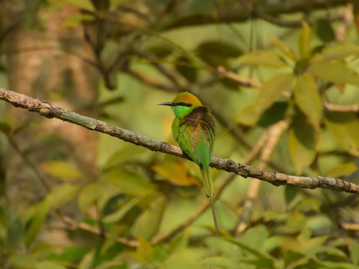 Asian Green Bee-eater - ML638989128