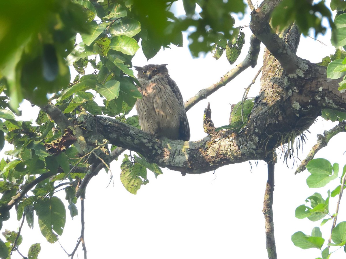 Brown Fish-Owl - ML638989142