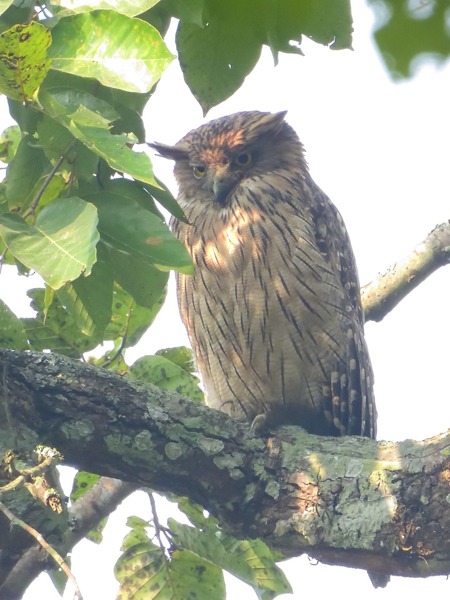 Brown Fish-Owl - ML638989148