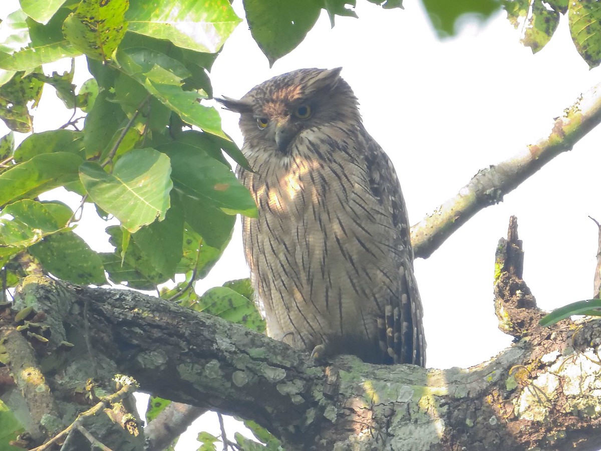 Brown Fish-Owl - ML638989153