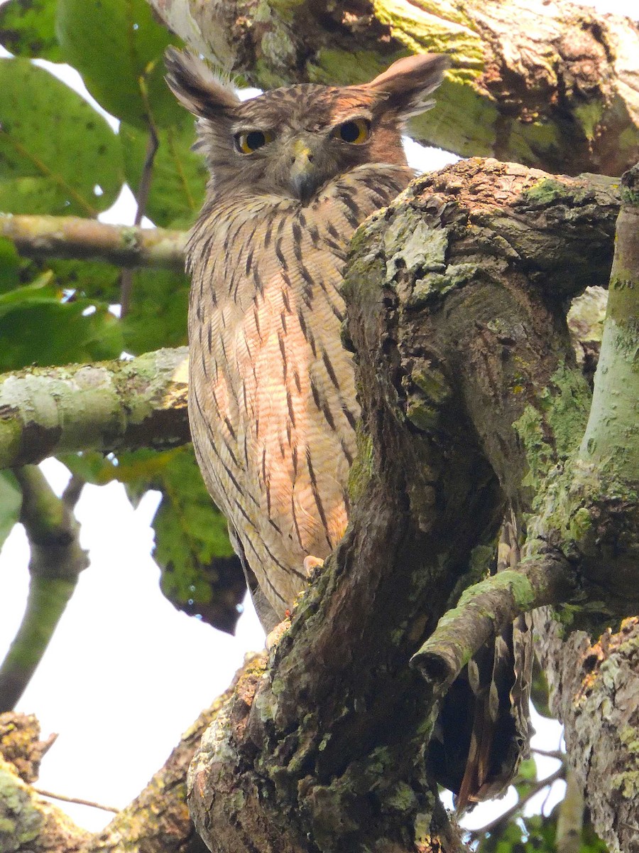 Brown Fish-Owl - ML638989168