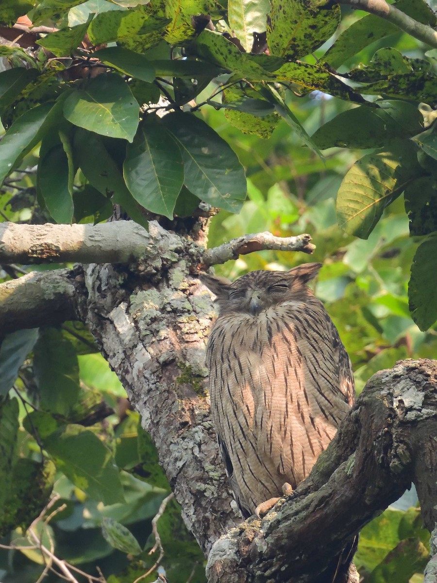 Brown Fish-Owl - ML638989173