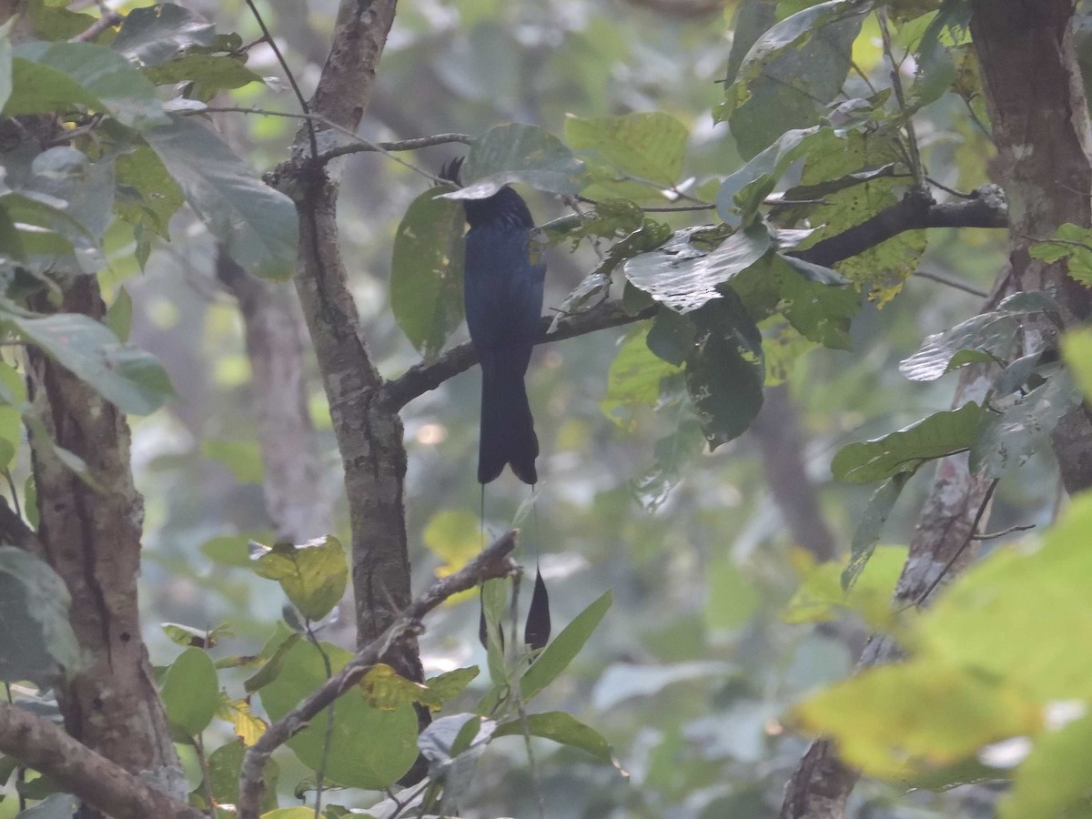 Greater Racket-tailed Drongo - ML638989179