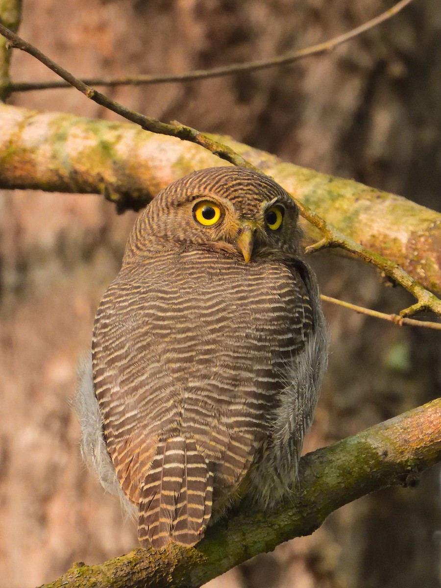 Jungle Owlet - ML638989188